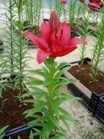 [1652 OriginalLove No02.JPG]